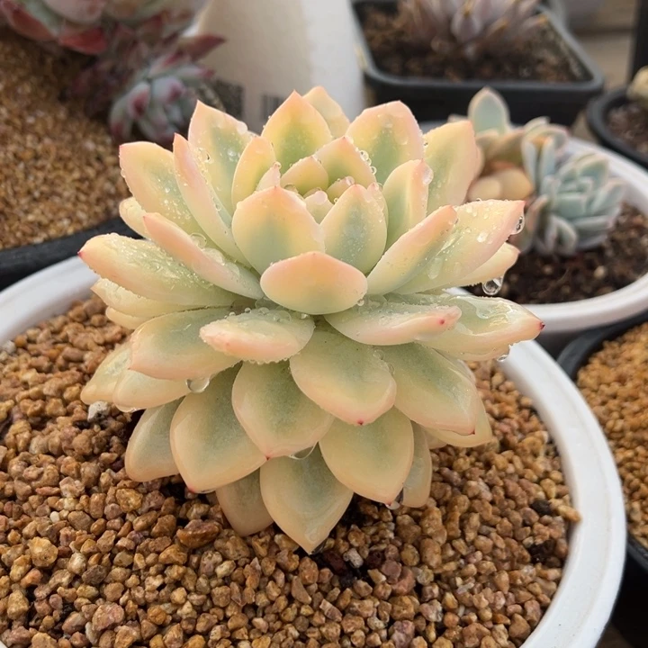 橙梦露锦 夏鸣园艺