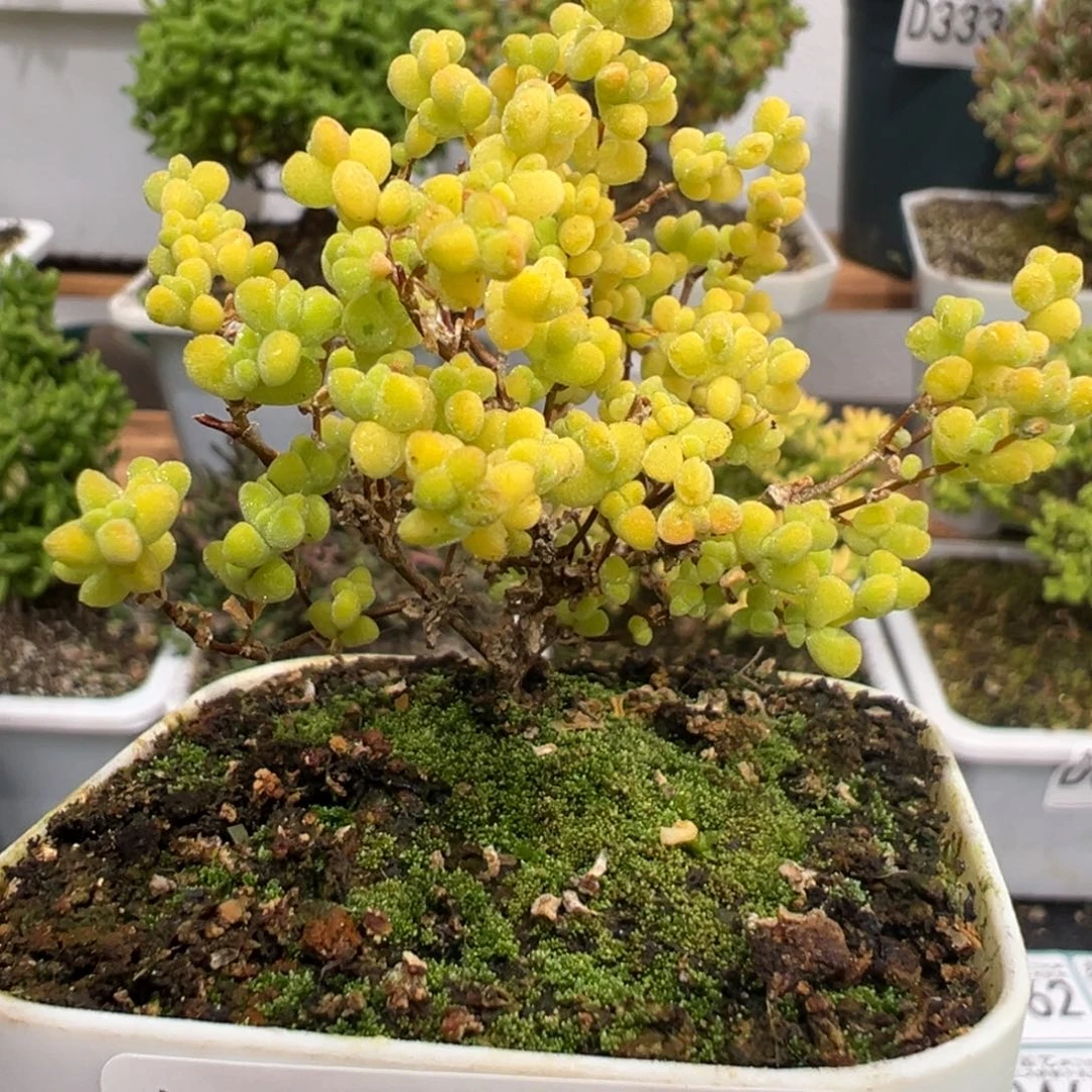 D3446黄金莱斯开播福利