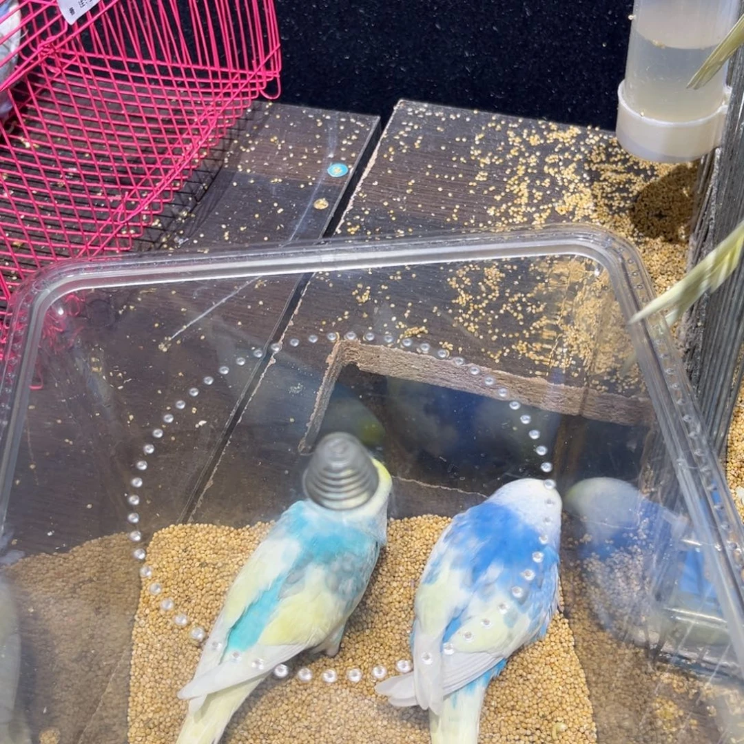 n***e虎皮鹦鹉金彩虎皮鹦鹉双金彩显一对一物一拍不退换