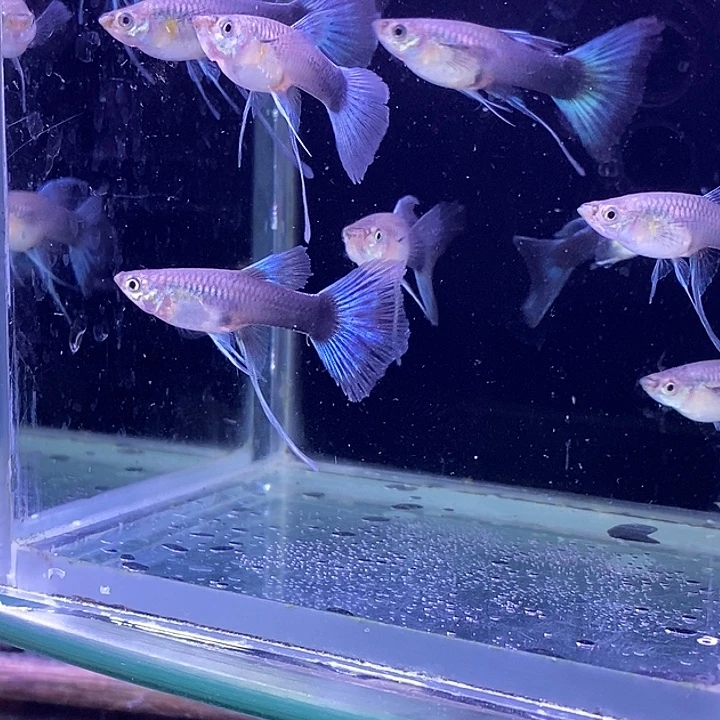 孔雀鱼蓝礼服飘10母