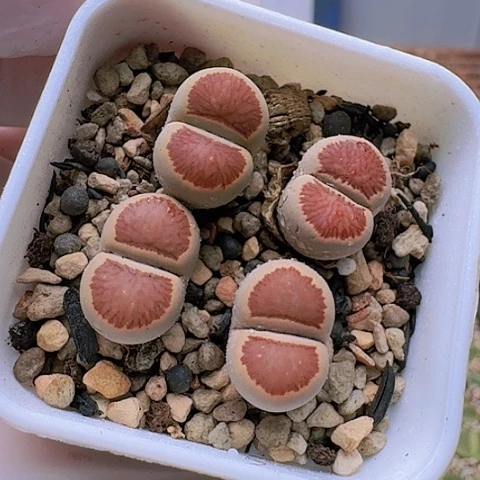 2203菊红窗组合菊花纹带盆土发货