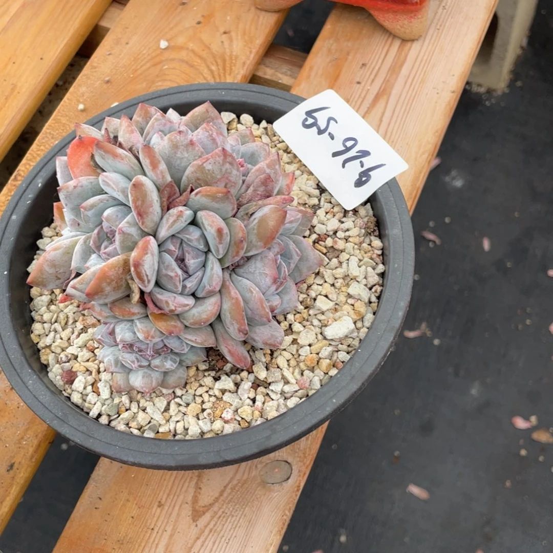 9-26-59静好多肉园艺