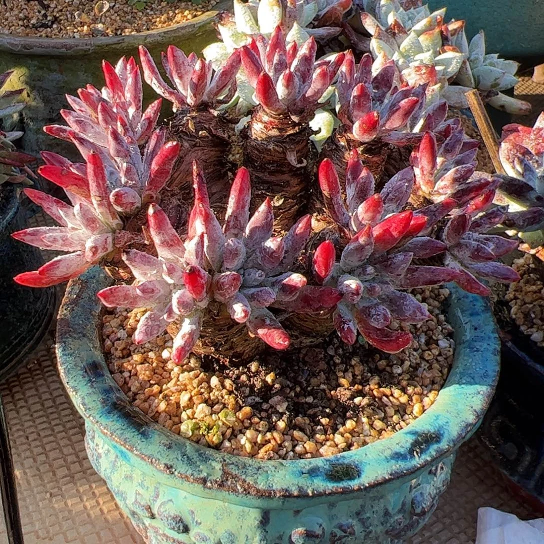 4892野生海瑟仙女杯多肉