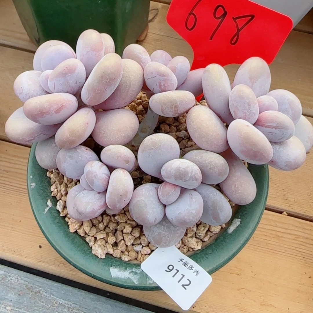 奶酪无砍，9112多肉植物