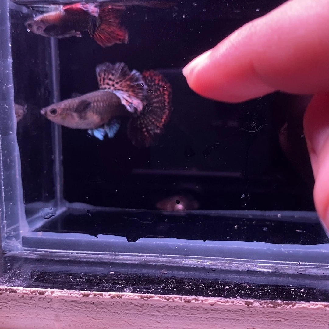 孔雀鱼精品红龙一对