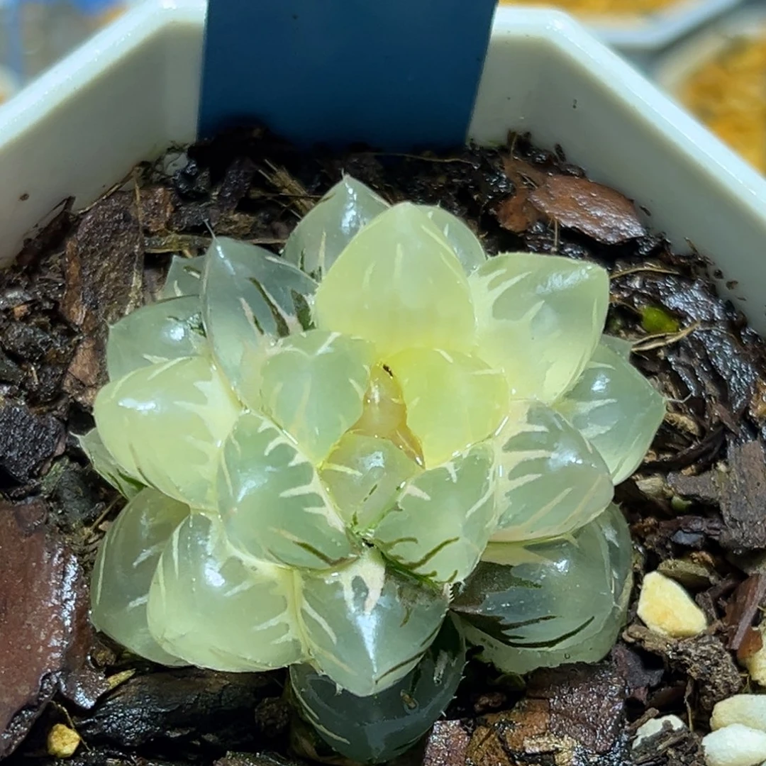 恭喜发财大吉大利713