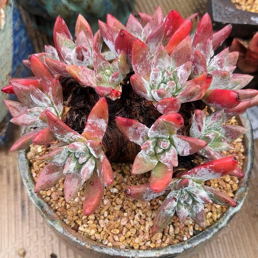 3497海瑟苹果叶仙女杯