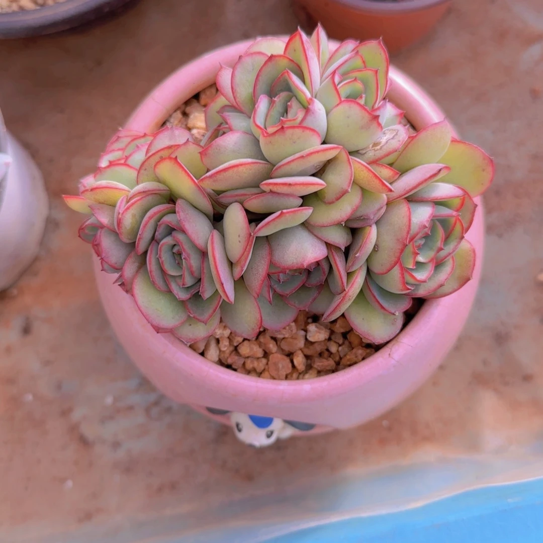 牡丹亭朵朵树福利1111111111