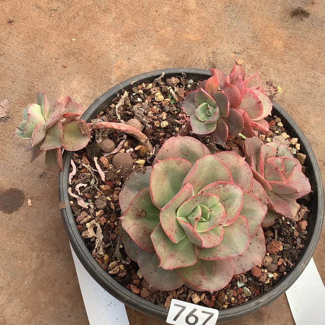 767 一物一拍多肉