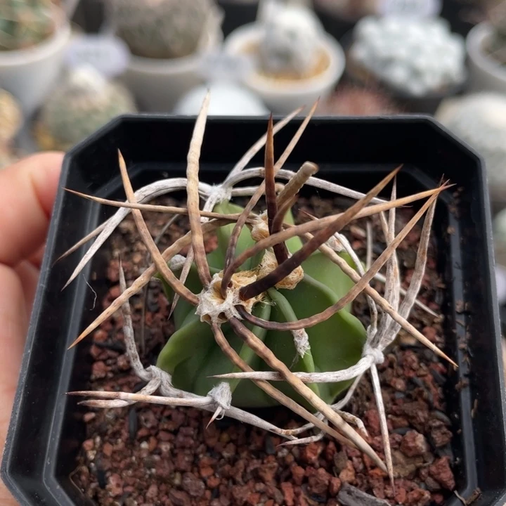 水牛大凤玉      实生根