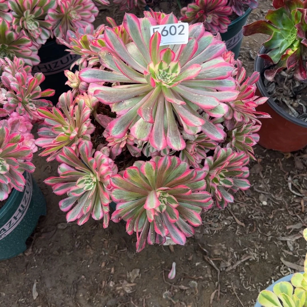 602粉铜超白多肉法师