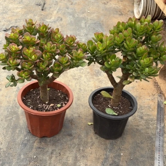 4485摇钱树带土球发