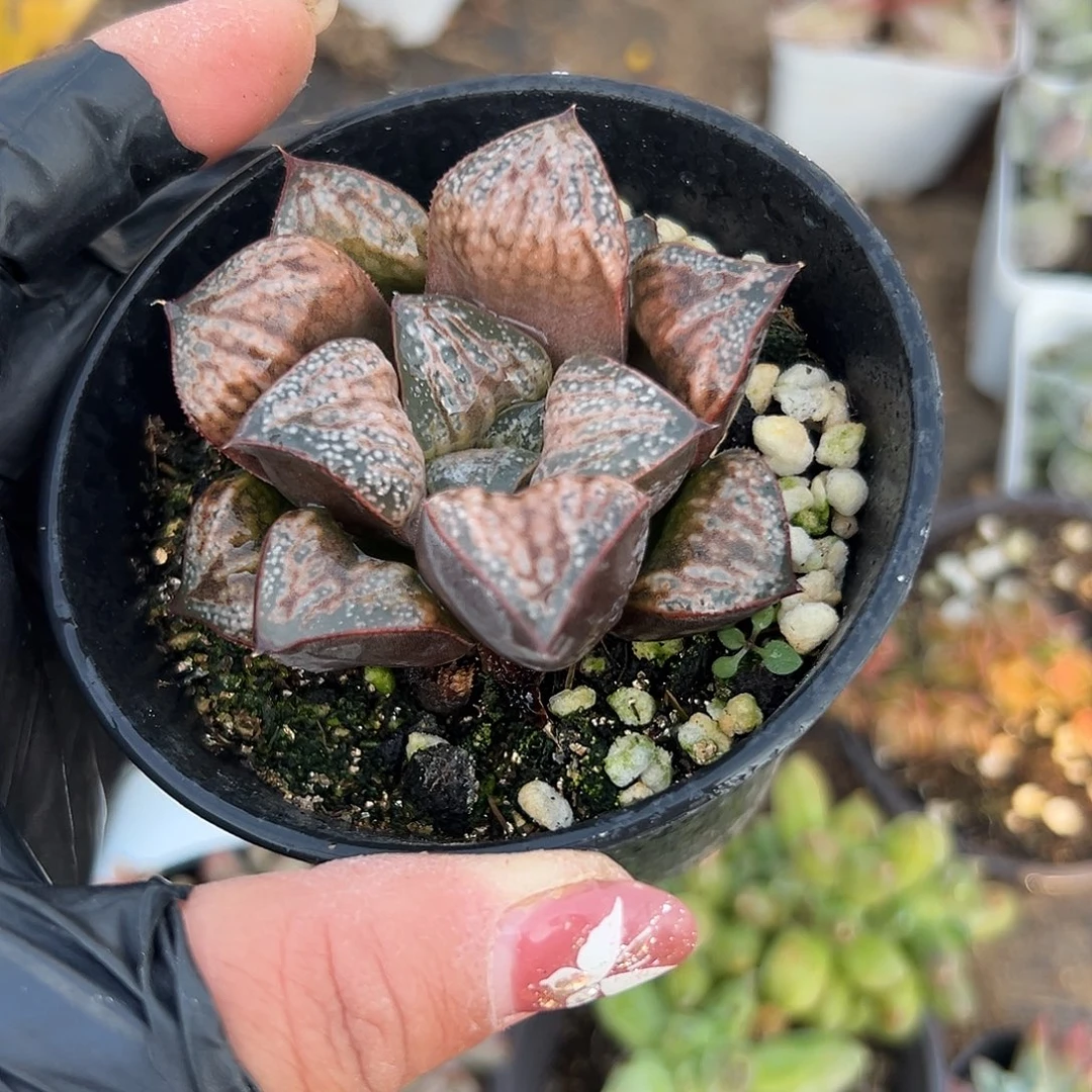 多肉植物花魁寿单头