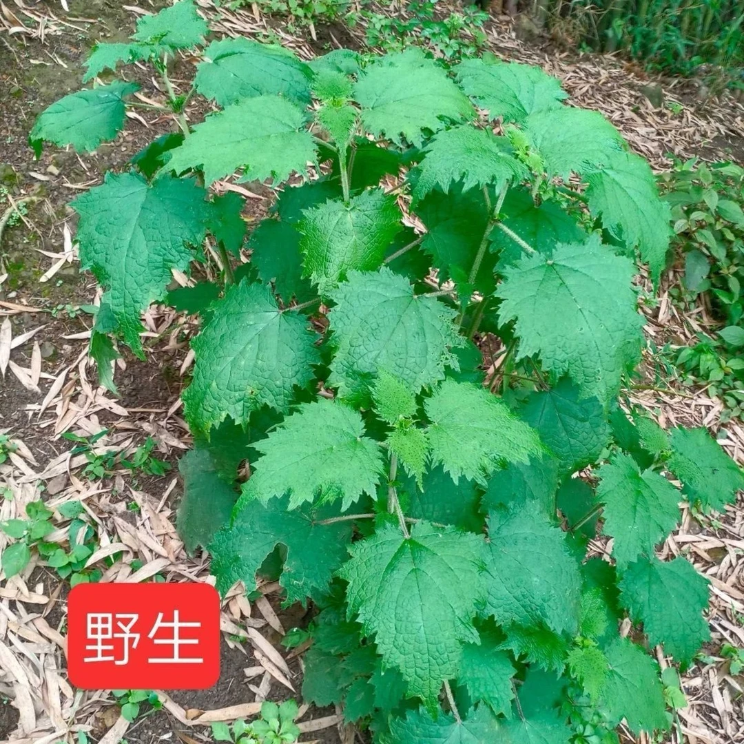 野生新鲜荨麻草火麻草烫火锅佳品嫩尖叶食用野菜现摘现发