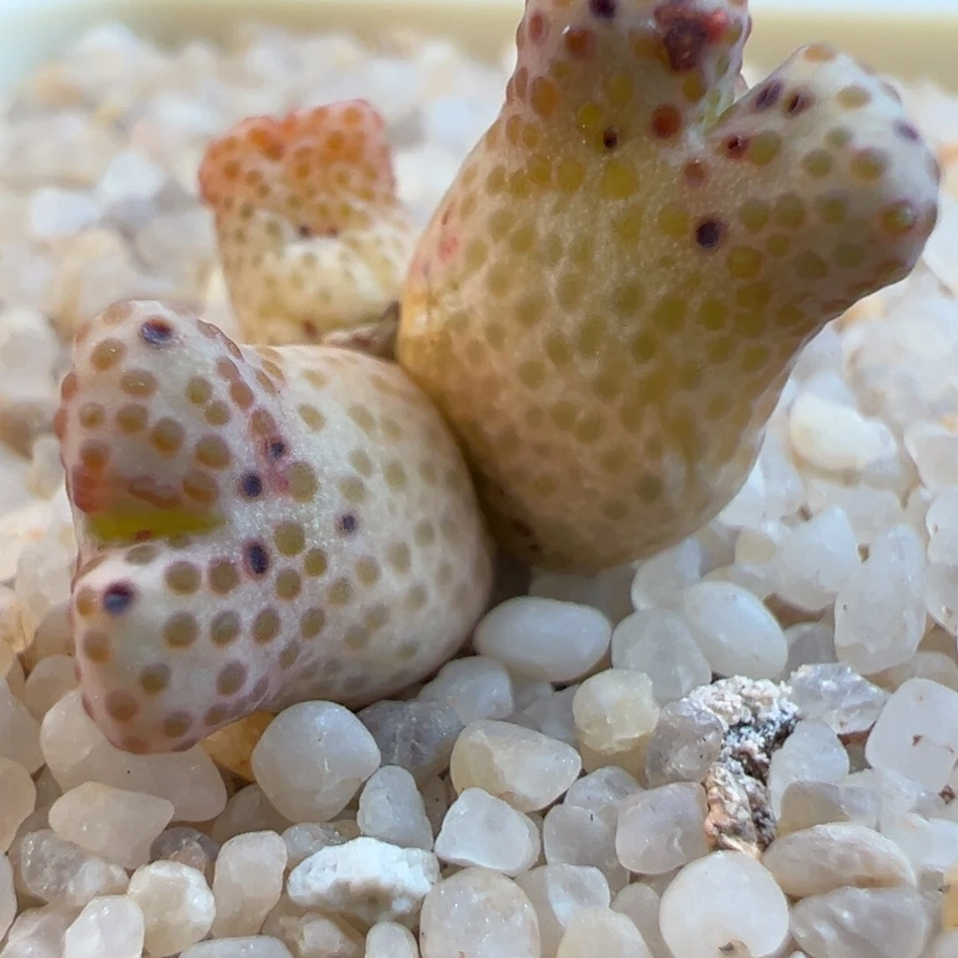 16号黄金955d斑马～