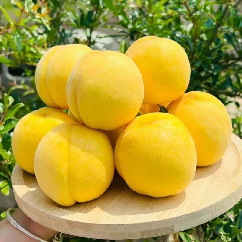 【特产】山东蒙阴黄皮黄肉毛桃新鲜当季软硬两吃现摘现发