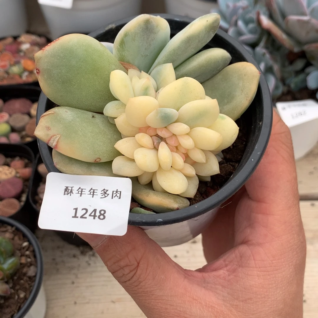 1248橙梦露锦缀化砍头有瑕8.5厘米