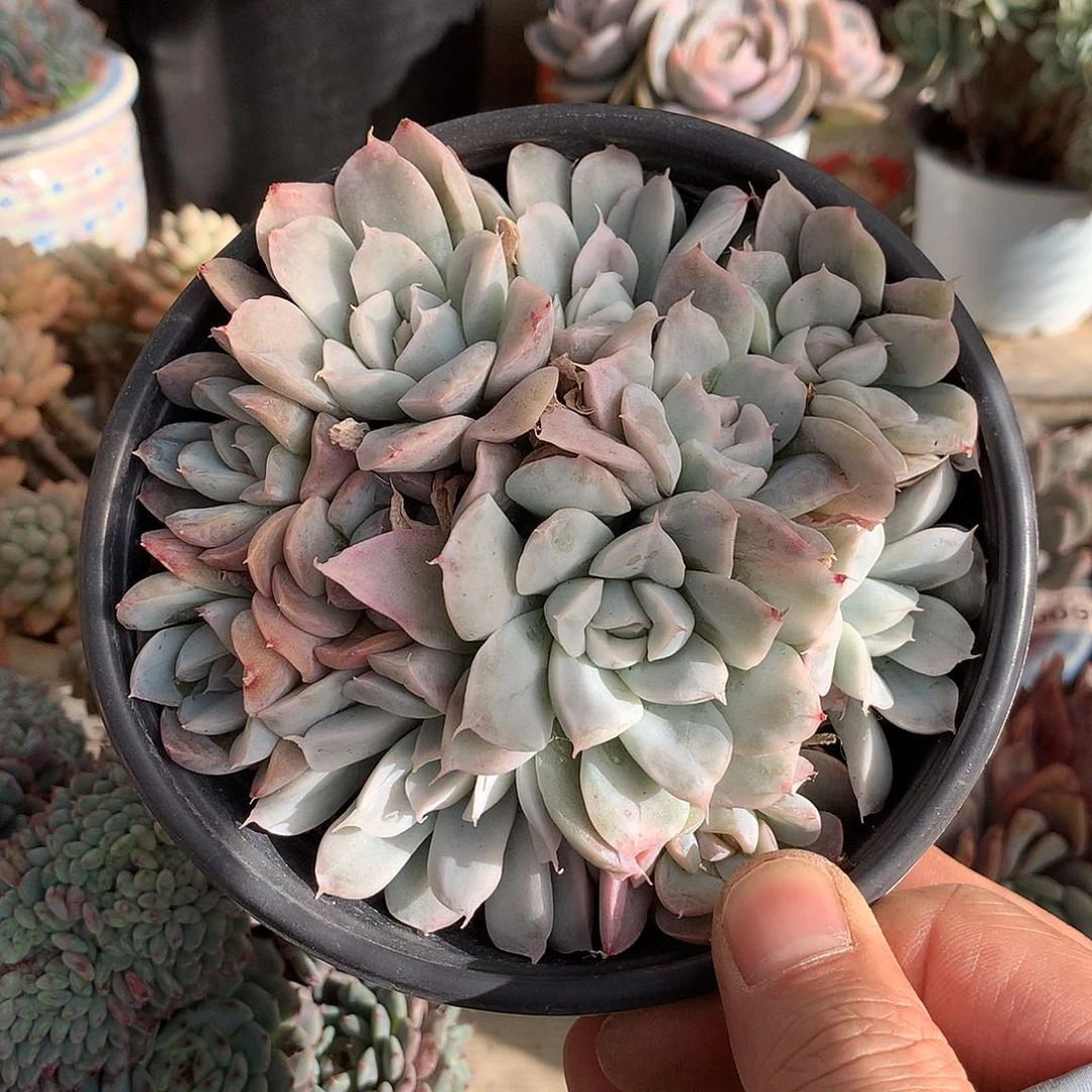 291幸普森锦多肉一颗12.5厘米