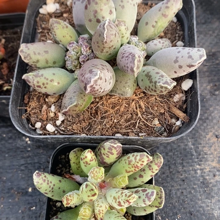 白肌海报➕紫战船，一物一拍