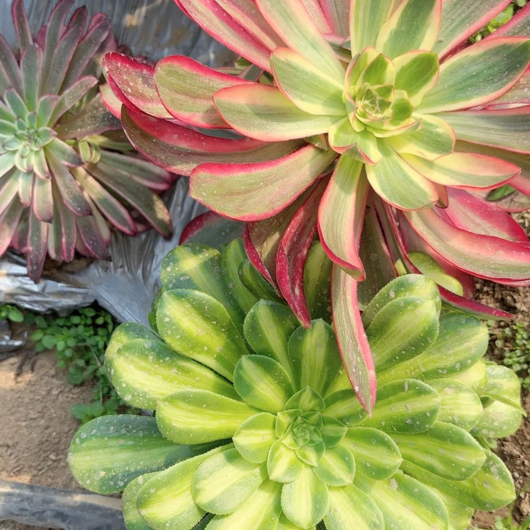 X. 2728巫毒超白多肉1111