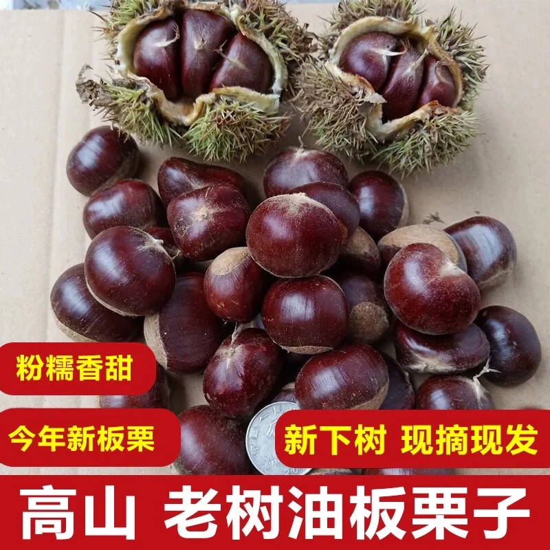 甄汇优 d云南高山老树自然熟油板栗子粉糯香甜生熟可食回味甘甜