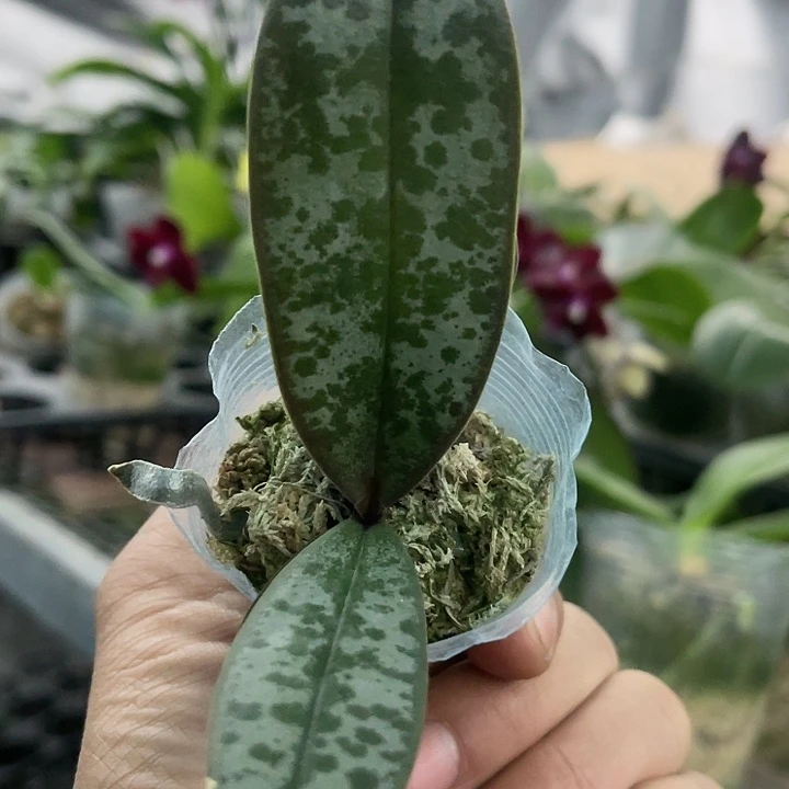当前无花栽培后可以开花西雷利1.7