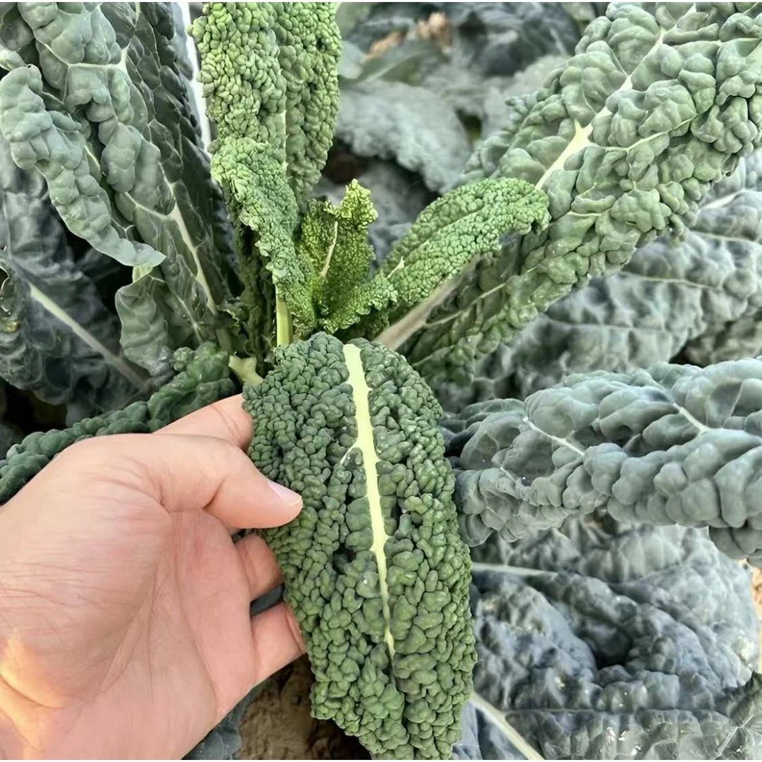 【皱叶菜种子】蔬菜种子家庭小院四季种植蔬菜种子