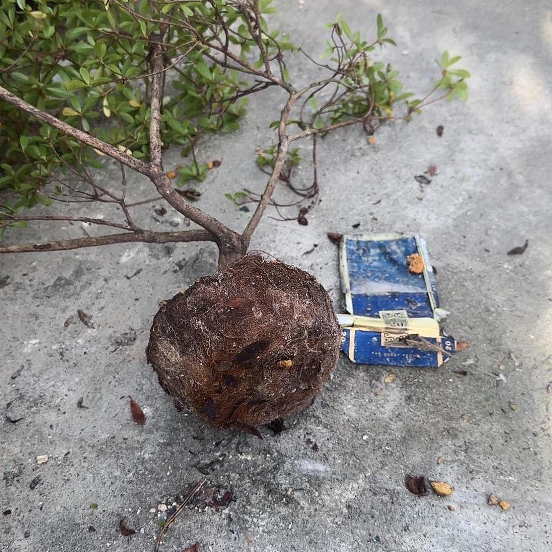 无花朵盲盒有惊喜