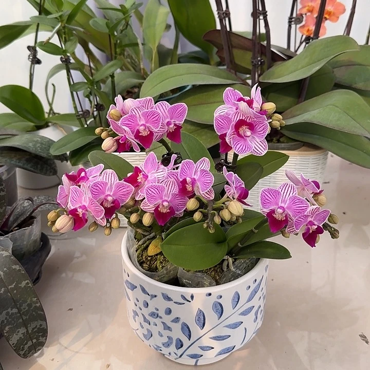 大部分开放少量花苞组盆小美人