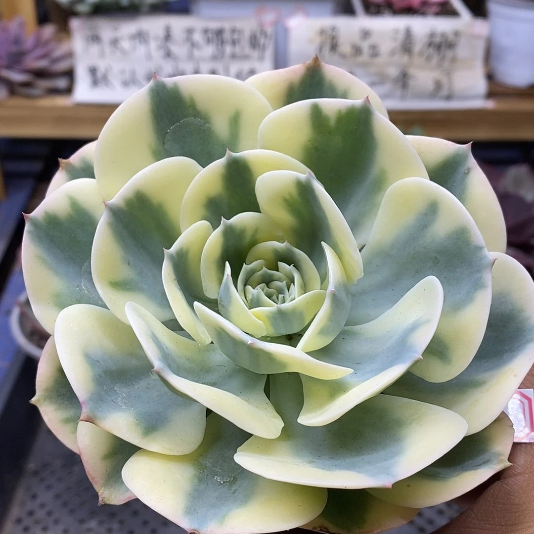 3122 玉蝶锦多肉