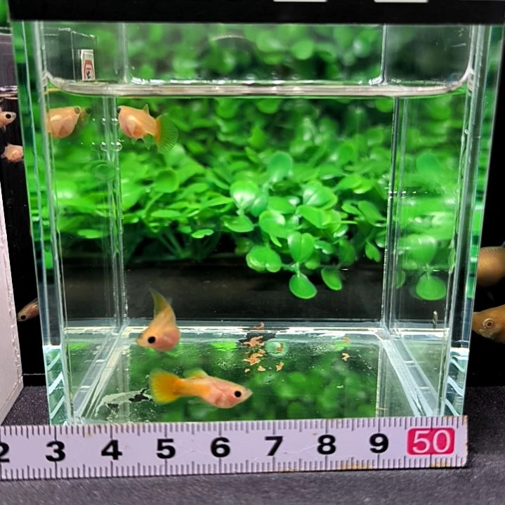 孔雀鱼孔雀鱼，黄金玻璃猫球体一公两母。