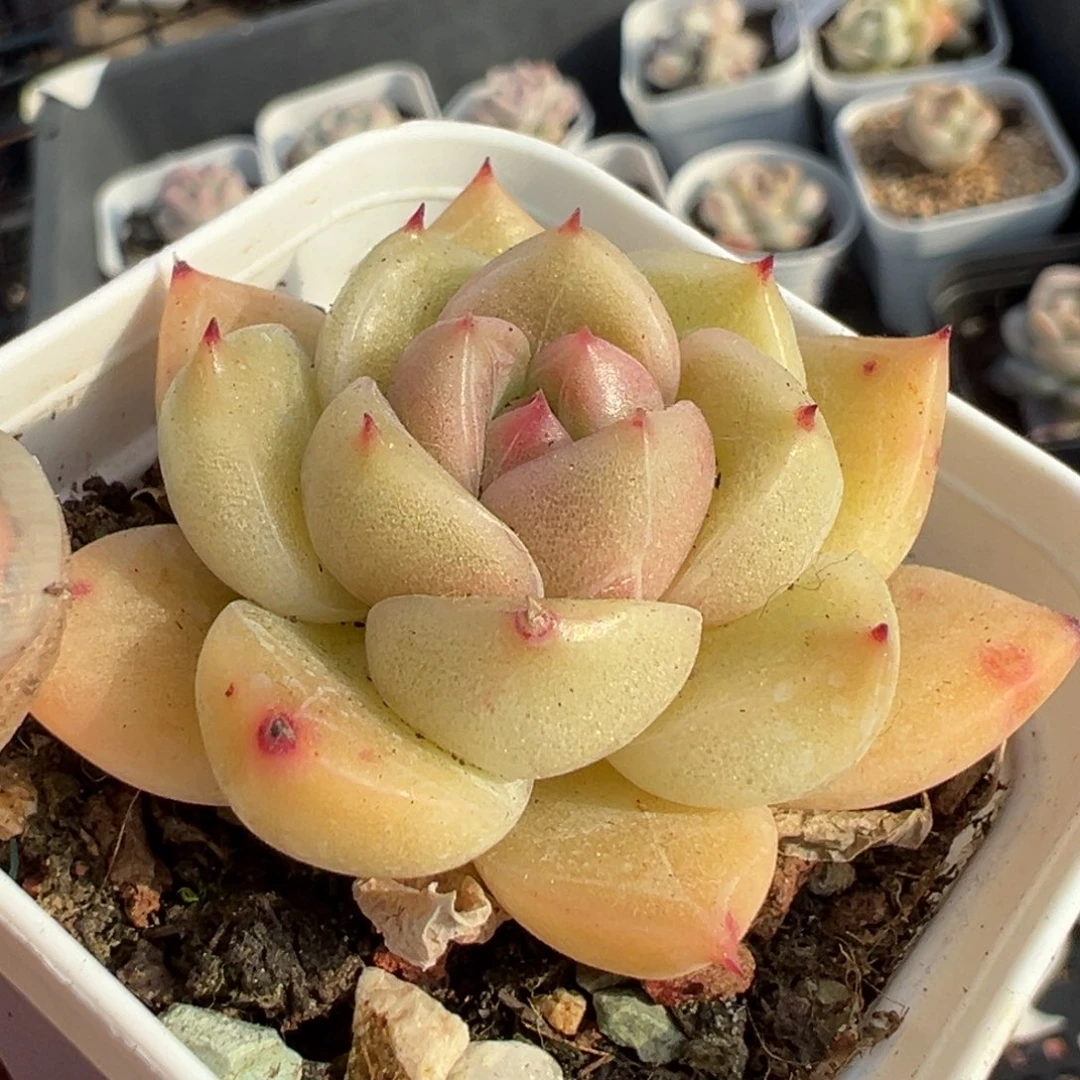 小卡拉米糖心一物一拍