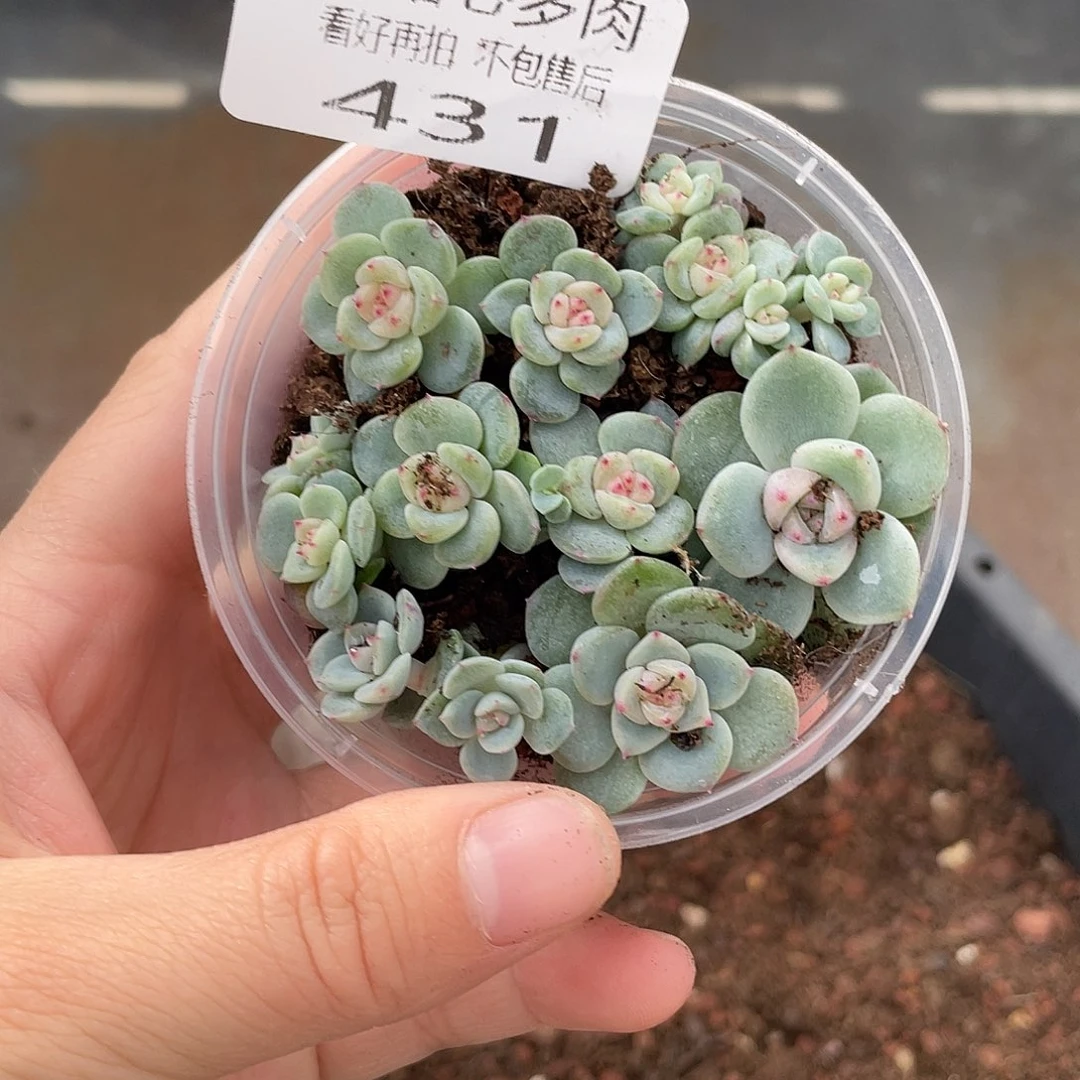 云糖心多肉植物431