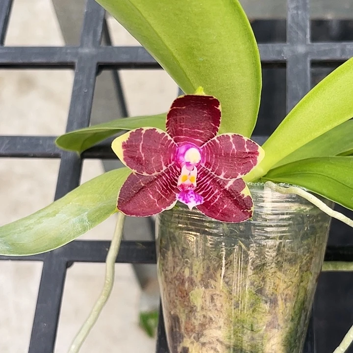 全部花苞雅风爱人交弥陀金虎福利