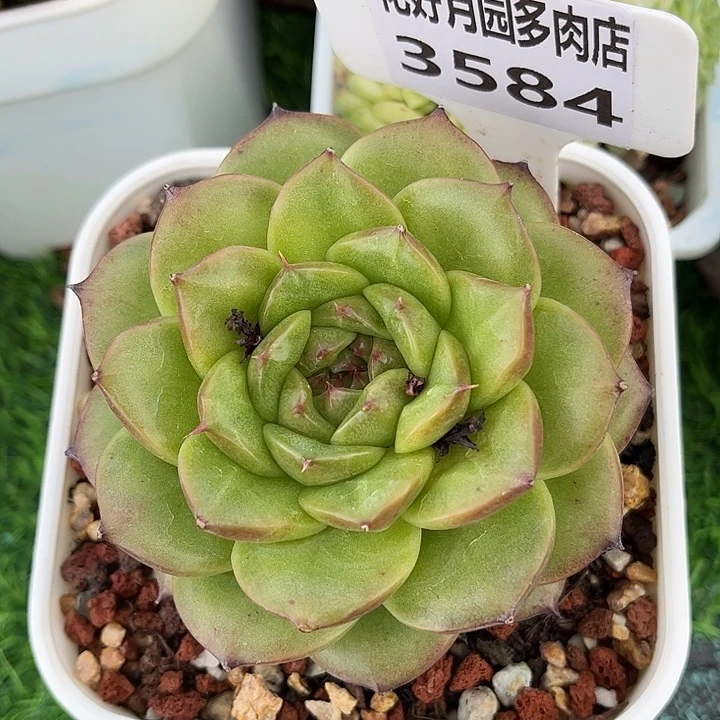 一***一多肉植物3584………….