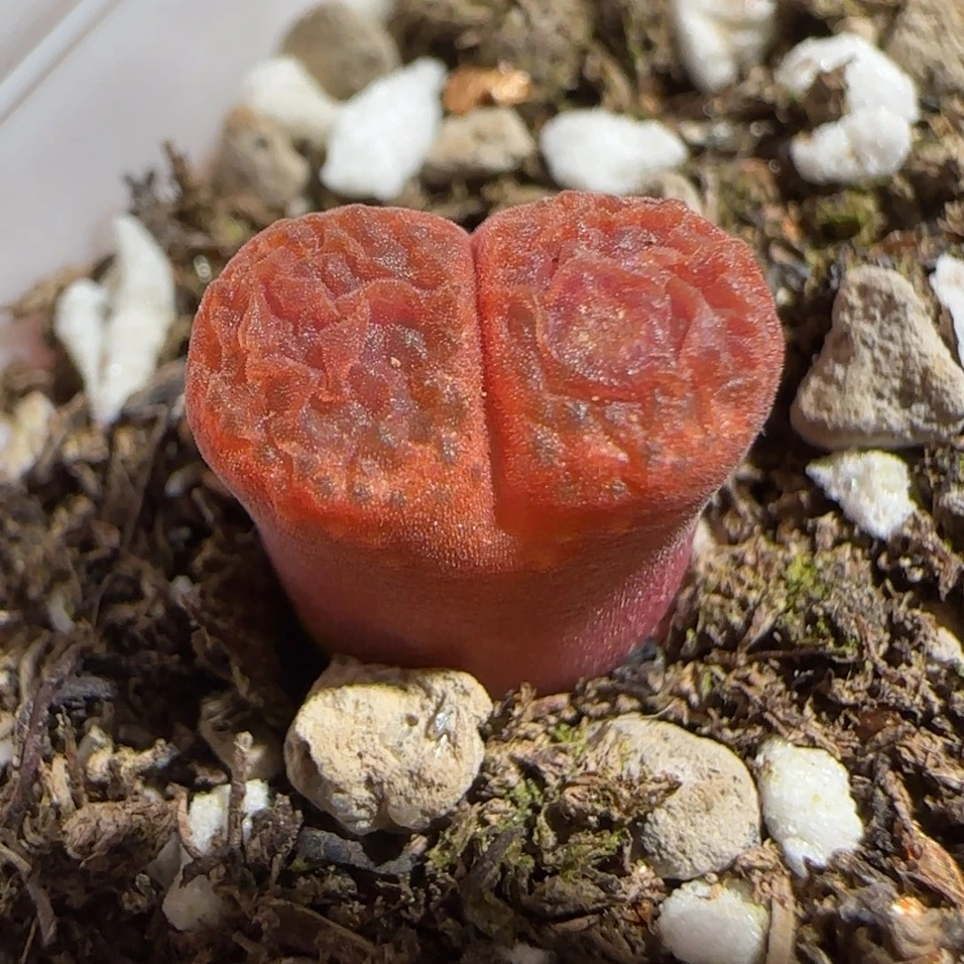 肉锥多肉植物组合-蛋糕239