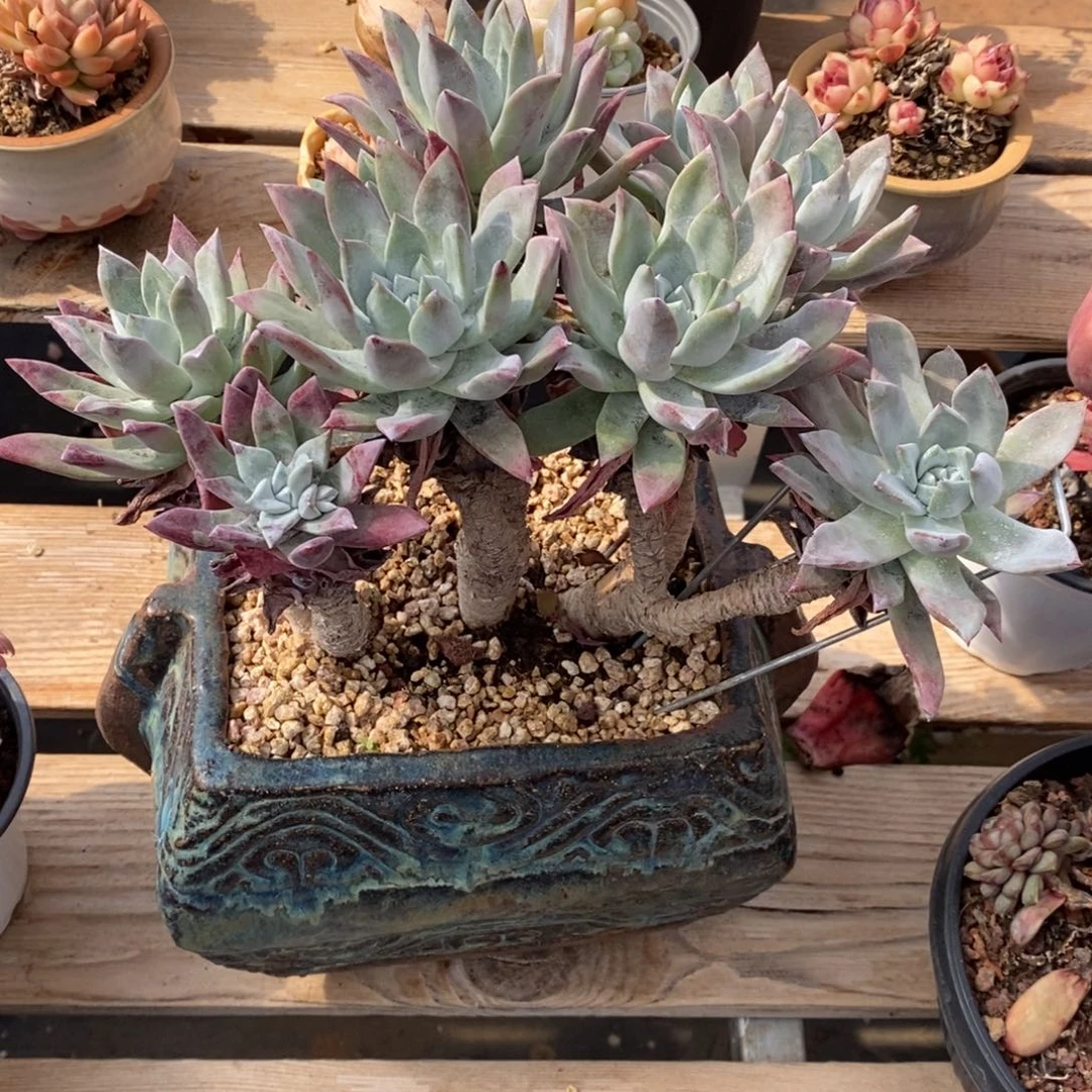 谁****钱仙女杯多肉植物