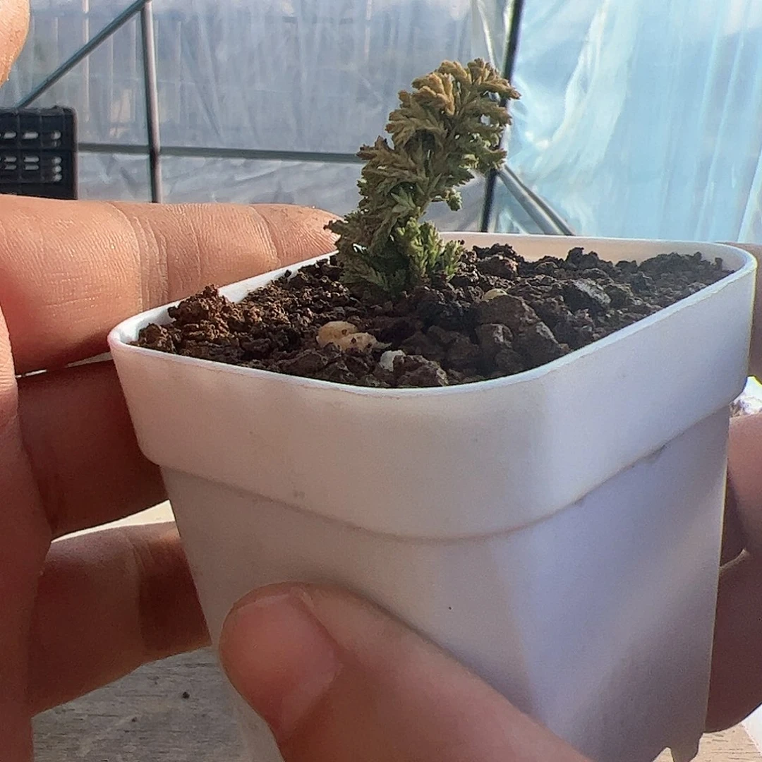 红陶半黄金油画石化会