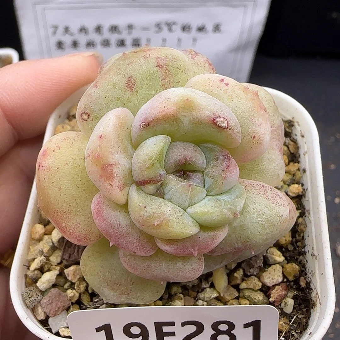 281石化糖心脱土发