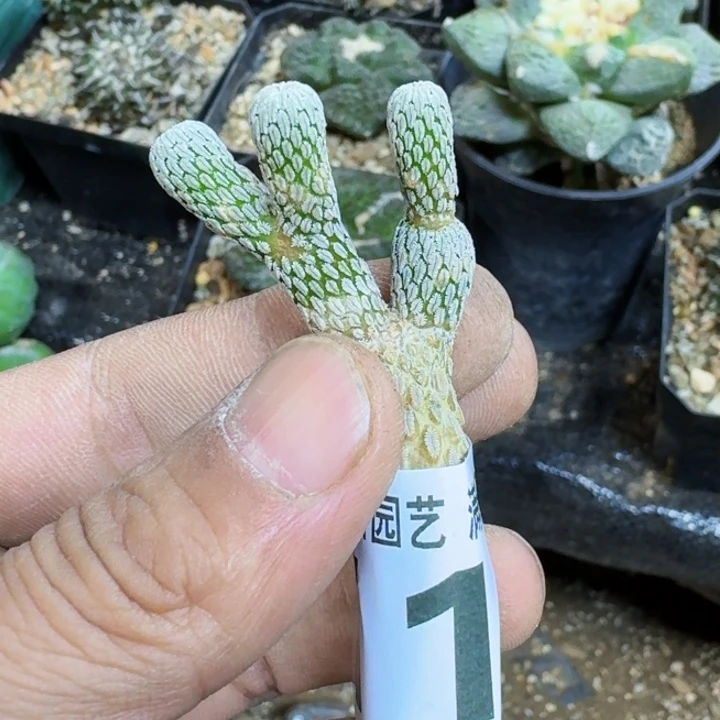 玩****！福利落地精巧丸115