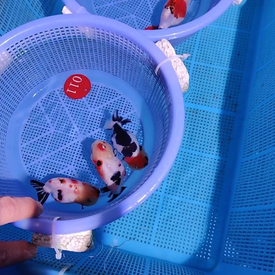 金鱼011练手兰寿三只飞机尾特价顺丰包邮