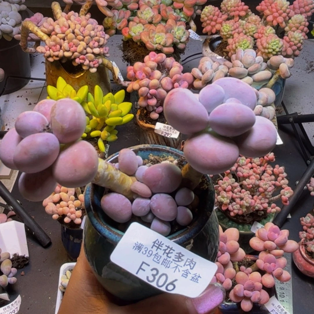 芭比奶酪306/8cm多肉