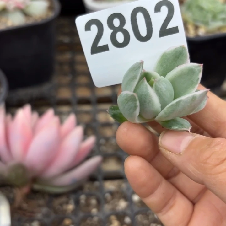 多肉植物头盖锦无根满18包邮