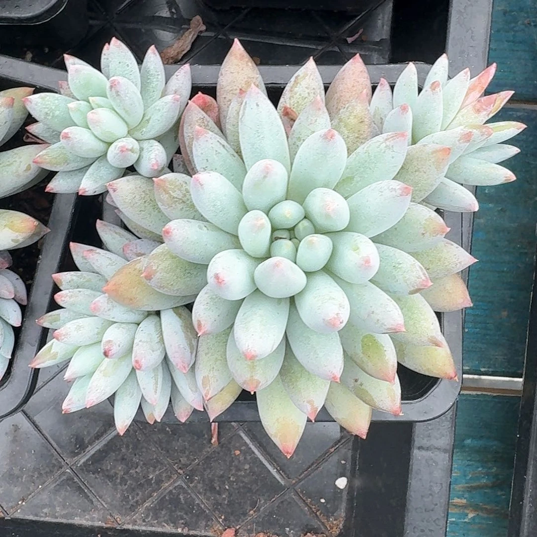 从前慢多肉编号所罗门