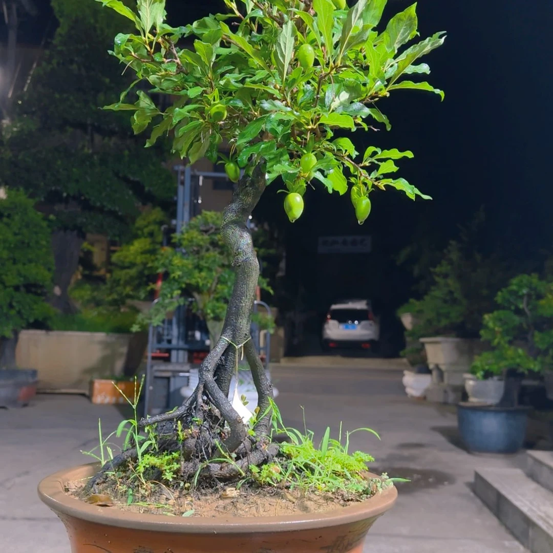 无花朵金蛋子老桩盆景1