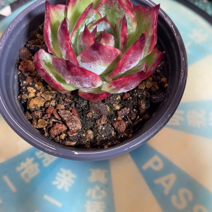 秋可园艺 惊鸿仙子