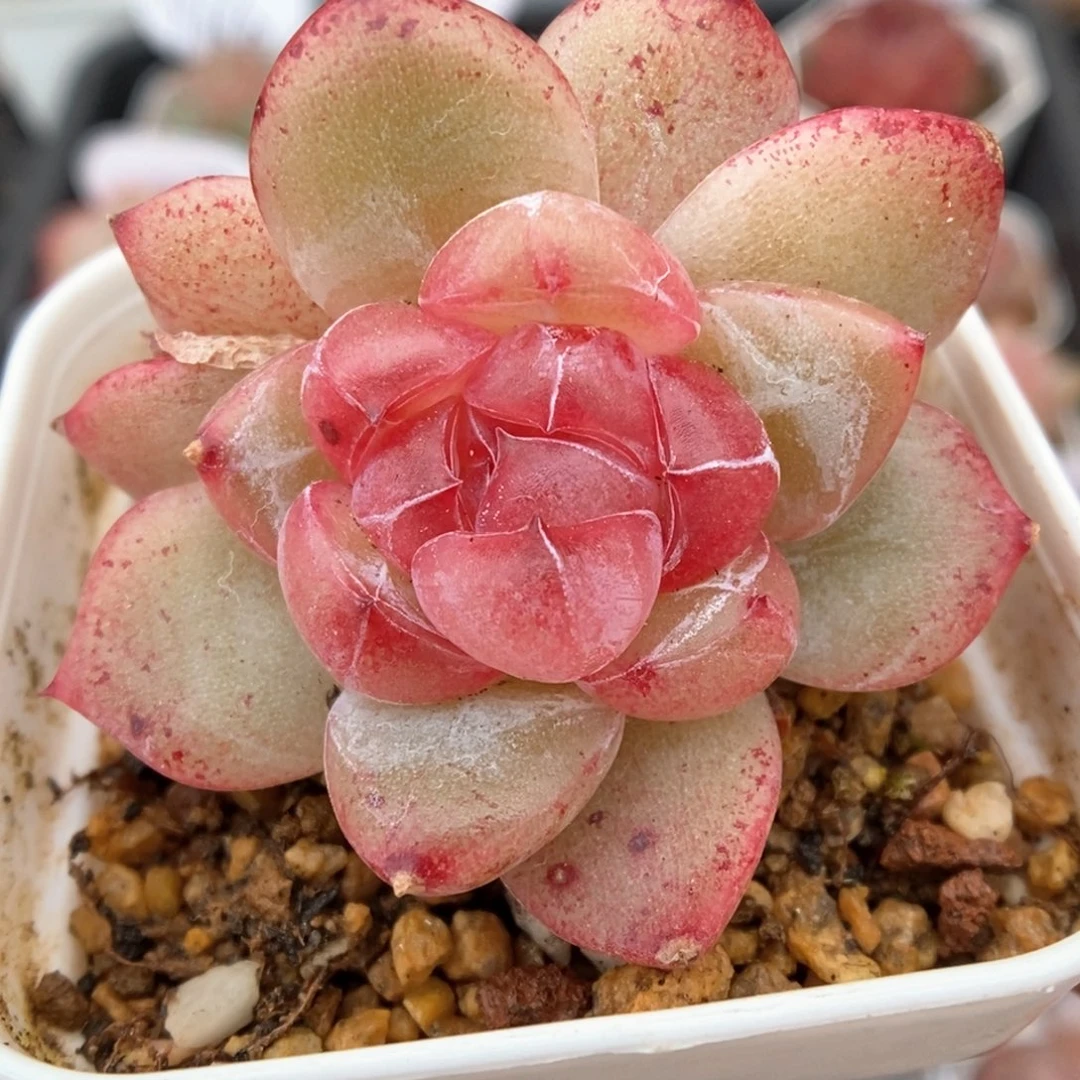 双头宝石心珍妮可拍981号。