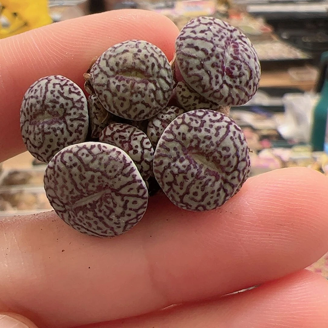 【闪购商品】112 开播福利