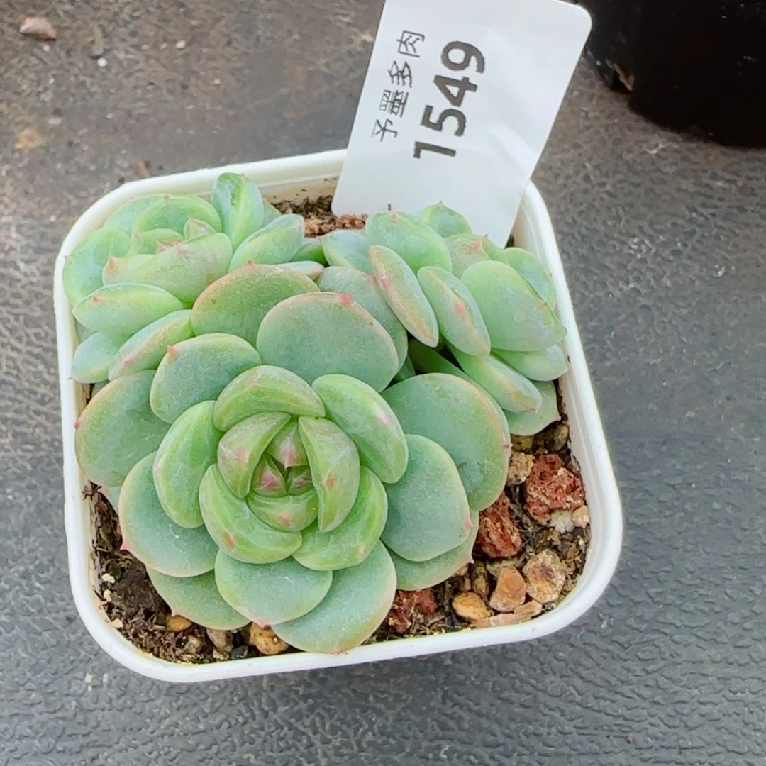 甜心F ，1549多肉植物