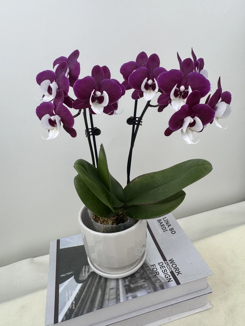蝴蝶兰【圣诞老人】鲜花盆栽室内观赏花花佛山基地直发好养易活